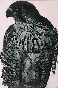 Raptor